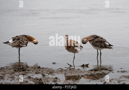 Black tailed Godwits on the shore line, with redflection Stock Photo