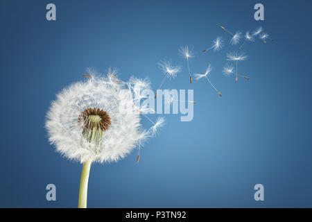 Dandelion with seeds blowing away in the wind across a clear blue sky with copy space Stock Photo