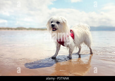 Happy dog playing fetch in the sea on the beach Stock Photo