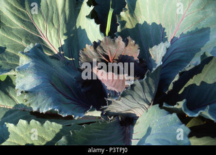 Cabbage growing, Maine. Photograph Stock Photo