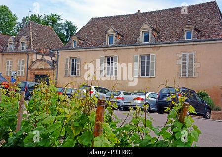 vineyard in street for decoration, Pommard, Cotes d Or, Bourgogne-Franche-Comté, France Stock Photo