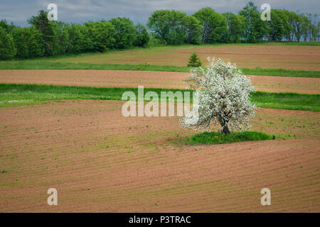 Apple tree in flower in a rural farm field. Stock Photo