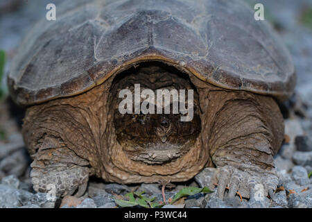 Portrait of a female snapping turtle, searching for a location to lay eggs - Chelydra serpentina Stock Photo