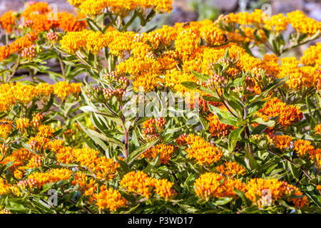 Butterfly weed plant - Asclepias tuberosa, Milkweed Stock Photo