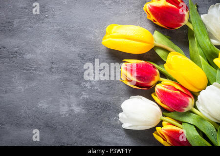Tulips flower background. Red yellow and white tulips on gray stone table. Top view with copy space. Stock Photo