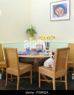 Jack Russell dog on wicker chair at table set for breakfast in dining room with fitted seat Stock Photo