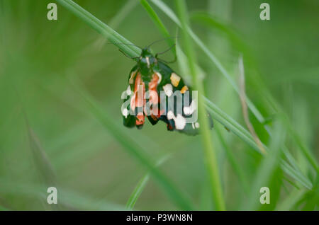 A beautiful scarlet tiger moth in a macro soft focus image Stock Photo