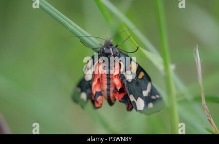 A beautiful scarlet tiger moth in a macro soft focus image Stock Photo