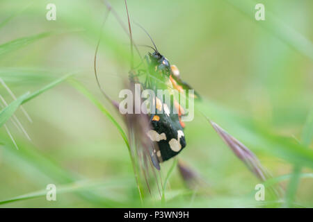 A beautiful scarlet tiger moth in a macro soft focus image Stock Photo