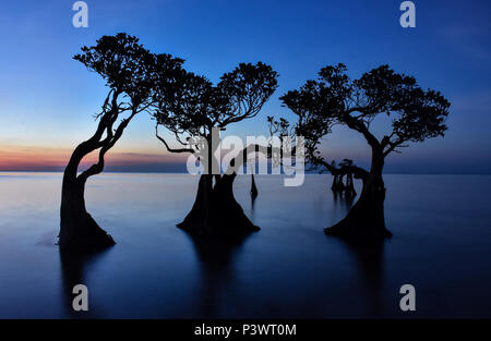 Mangrove in Walakiri Beach, after sunset, East Sumba, Indonesia Stock Photo