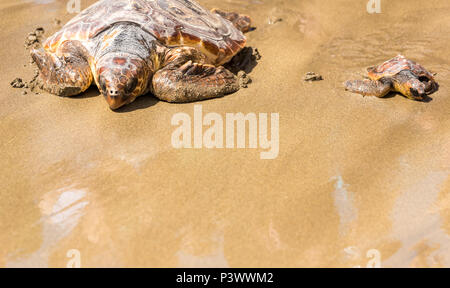 Turtle Baby with mother on beach Stock Photo - Alamy