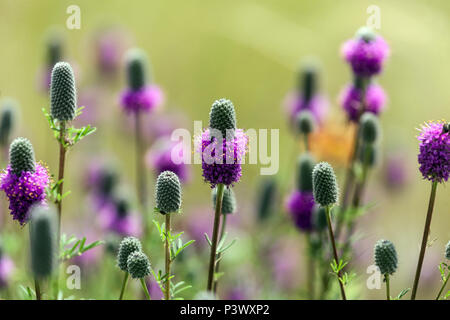 Purple prairie clover, Dalea purpurea or Petalostemon purpureum Stock Photo