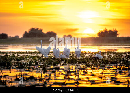 Sunris in the Danube Delta, Romania Stock Photo