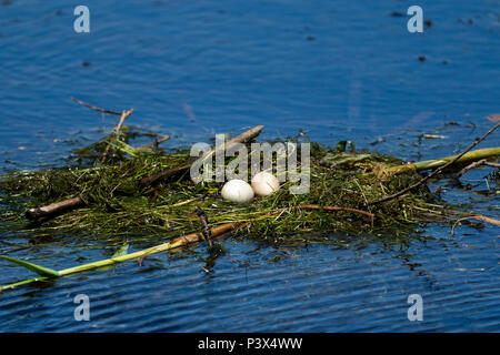 Bird nest and eggs on water in Danube Delta
