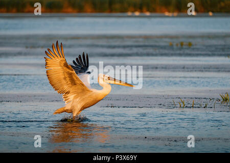 PelicaBirdwatching in the Danube Delta. The Great White Pelican (Pelecanidae) flying at sunsetn landing on a lake in Danube Delta, Romania Stock Photo