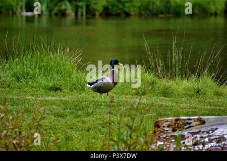 Male duck, ready to take a swim, North Wales Stock Photo