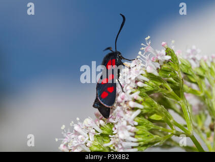 A Six-spot Burnet moth on the flower head of Marsh valerian or Woods Valerian Stock Photo