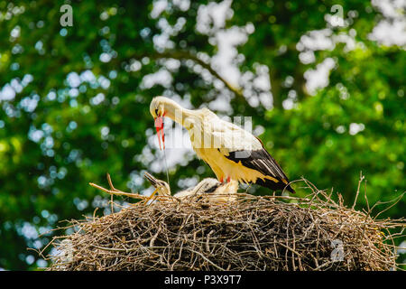 White stork (Ciconia ciconia) give chickens water to drink, Switzerland. Stock Photo