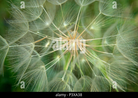 The mature dandelion grows in the meadow. The wind blows fluffy seeds. Mature seeds of dandelions look like umbrellas. Stock Photo