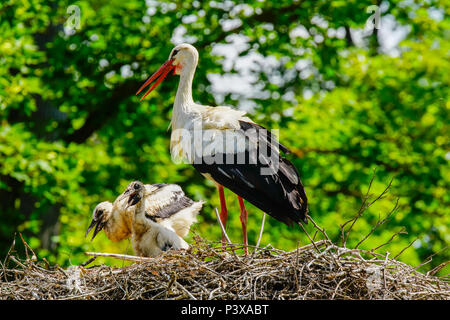 White storks (Ciconia ciconia) with chicks in the nest, Switzerland. Stock Photo