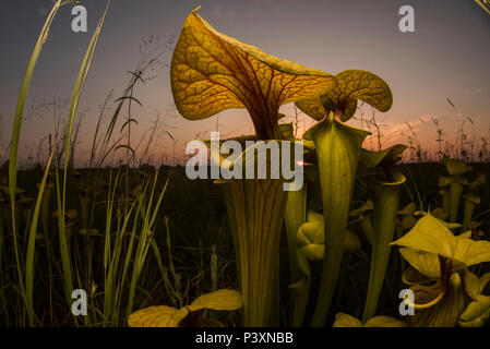 The Yellow pitcherplant (Sarracenia flava) is an unusual predatory plant found in the Southeast USA. It supplements its nutrition by eating insects. Stock Photo