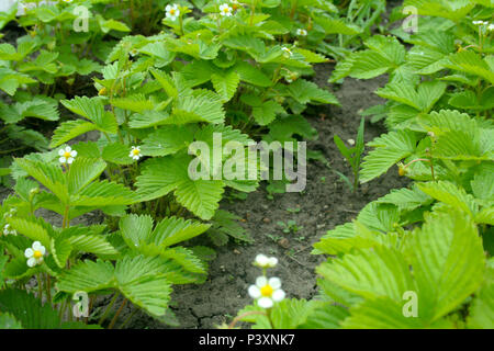 Green strawberry bushes in the flowering period Stock Photo