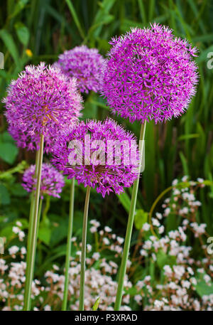 Alliums in summer bloom Stock Photo