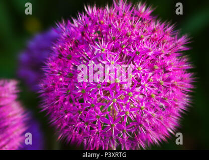 Zooming in on an allium (a creative effective Stock Photo