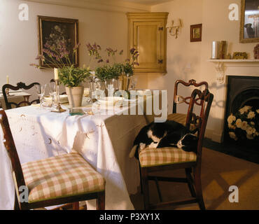 Black+white cat sleeping on chair beside table set for lunch with white linen cloth and pots of lavender Stock Photo
