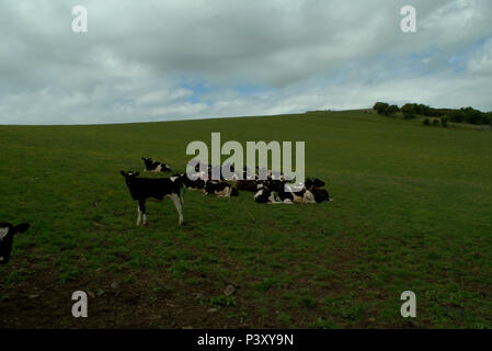 Yearling Holstein-Friesian calves, cattle Stock Photo