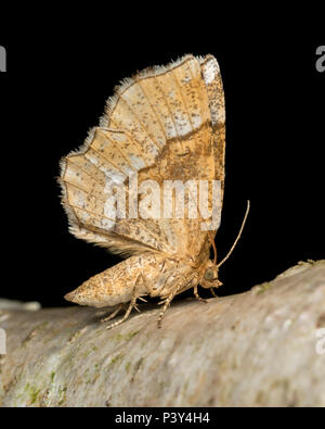 Little Thorn moth (Cepphis advenaria) perched on branch with wings held up. Tipperary, Ireland Stock Photo