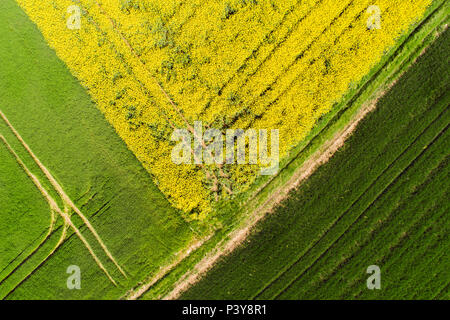 Rapsfeld von oben, Bayern, Deutschland Stock Photo