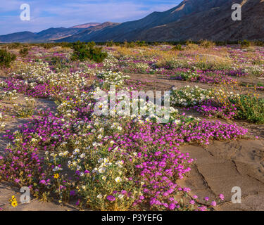 Verbena, Primrose, Henderson Canyon, Anza-Borrego Desert State Park, CA Stock Photo
