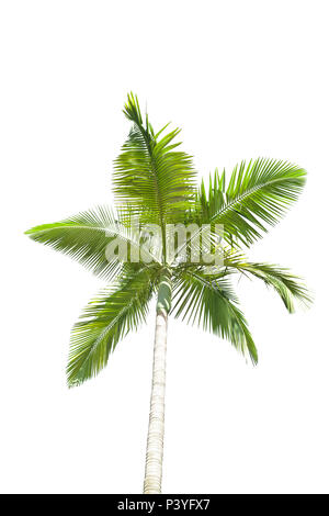 Palm tree isolated on white background Stock Photo