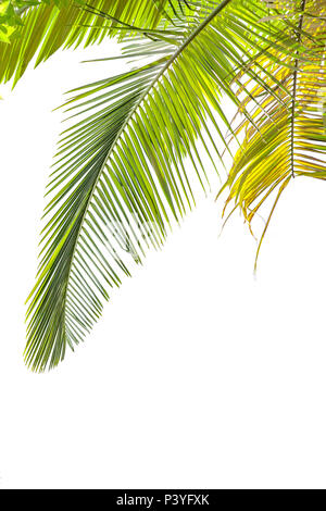 Leaves of palm tree  isolated on white background Stock Photo