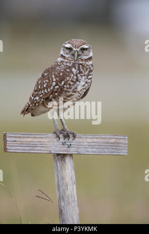 Burrowing Owl, Athene cunicularia, on a post, Florida, USA Stock Photo