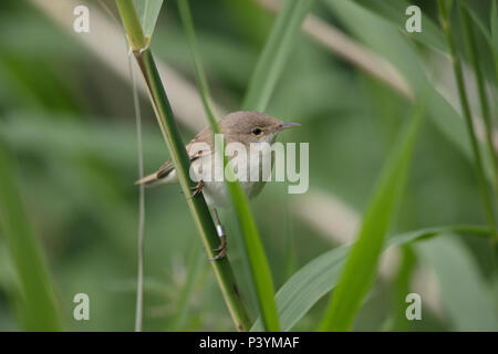 Reed Warbler, Acrocephalus scirpaceus, in a reed bed, UK 2018 Stock Photo