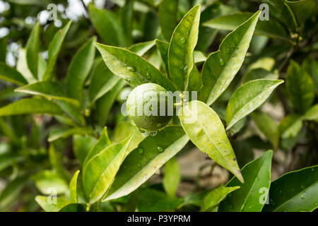 Single solitary small round green Rutaceae lime fruit growing on tree dripping with water droplets after rainfall in garden at Herceg-Novi, Montenegro Stock Photo