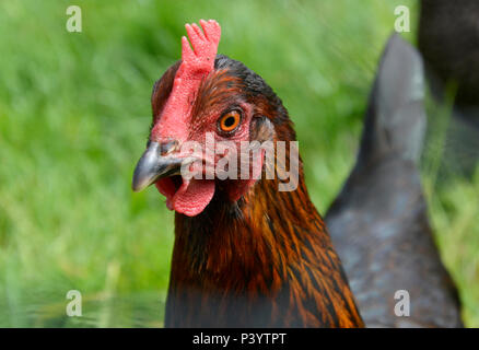 Copper Maran Hen at Marlow Poultry, Buckinghamshire. Chickens Stock Photo