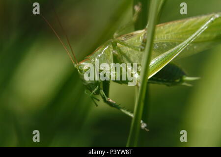 great green bush-cricket, grünes heupferd, Tettigonia viridissima Stock Photo