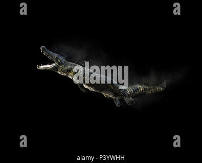 3D Illustration of a green American alligator isolated on grey background, American crocodile. Stock Photo