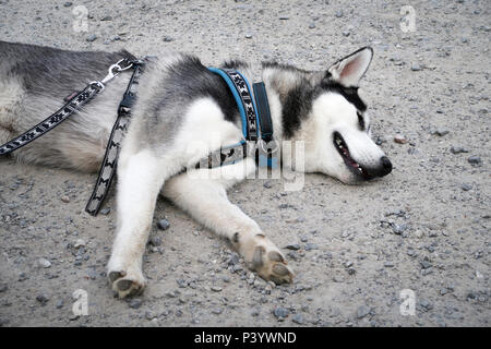 Siberian Husky in walking harness lying on ground Stock Photo Alamy