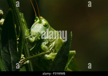 great green bush-cricket, grünes heupferd, Tettigonia viridissima Stock Photo