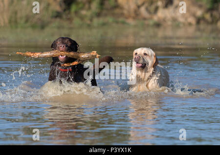 A pair of Labrador Retriever dogs-Canis lupus familiaris play. Uk Stock Photo