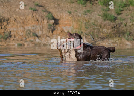 A pair of Labrador Retriever dogs-Canis lupus familiaris play. Uk Stock Photo