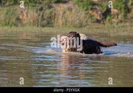 A pair of Labrador Retriever dogs-Canis lupus familiaris play. Uk Stock Photo
