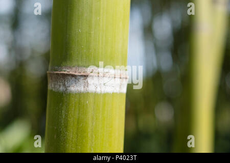 branches of bamboo forest on a bright day background Stock Photo