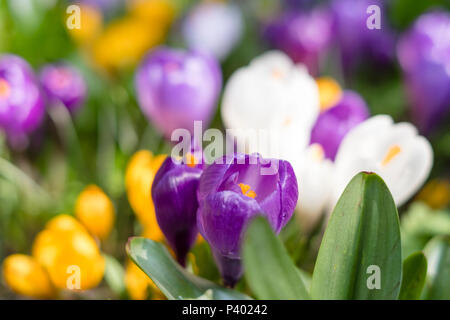 Spring background with flowering colorful crocus in early spring Stock Photo