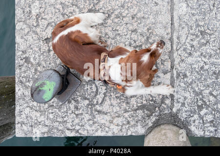 Nice young Welsh Springer Spaniel being tied to a stone pier on a sunny day as seen from above Stock Photo