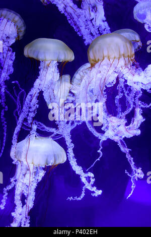 Nettle Jellyfish North Carolina Aquarium Roanoke Island Manteo Outerbanks